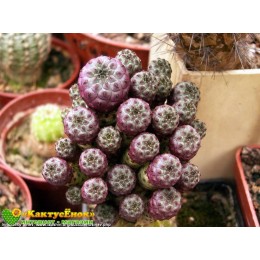 Черенок Сулькоребуция Рауша фиолетовая (Sulcorebutia rauschii f. violacidermis)