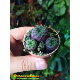 Черенок Сулькоребуция Рауша фиолетовая (Sulcorebutia rauschii f. violacidermis)