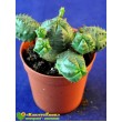 Черенок молочай гибридный (шаровидный, тучный, Euphorbia globosa x obesa)