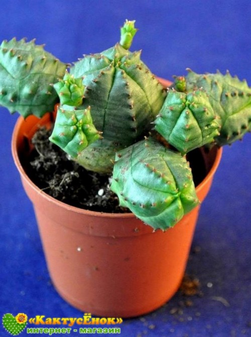 Черенок молочай гибридный (шаровидный, тучный, Euphorbia globosa x obesa)