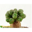 Черенок молочай гибридный (шаровидный, тучный, Euphorbia globosa x obesa)