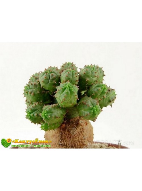 Черенок молочай гибридный (шаровидный, тучный, Euphorbia globosa x obesa)