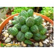 Черенок молочай гибридный (шаровидный, тучный, Euphorbia globosa x obesa)