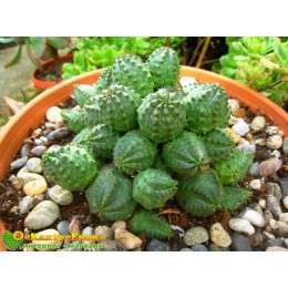 Черенок молочай гибридный (шаровидный, тучный, Euphorbia globosa x obesa)
