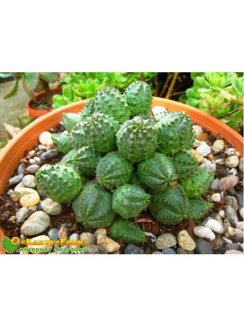 Черенок молочай гибридный (шаровидный, тучный, Euphorbia globosa x obesa)