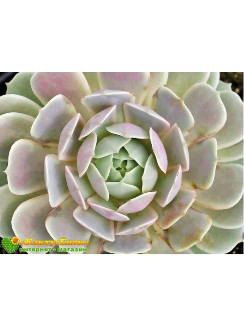 2 листовых черенка Эхеверия Лола (Echeveria Lola)