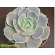 2 листовых черенка Эхеверия Лола (Echeveria Lola)