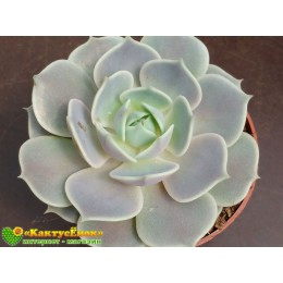2 листовых черенка Эхеверия Лола (Echeveria Lola)