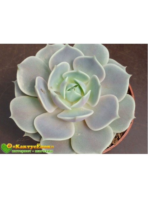 2 листовых черенка Эхеверия Лола (Echeveria Lola)