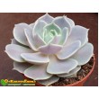 2 листовых черенка Эхеверия Лола (Echeveria Lola)