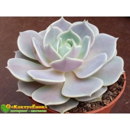 2 листовых черенка Эхеверия Лола (Echeveria Lola)