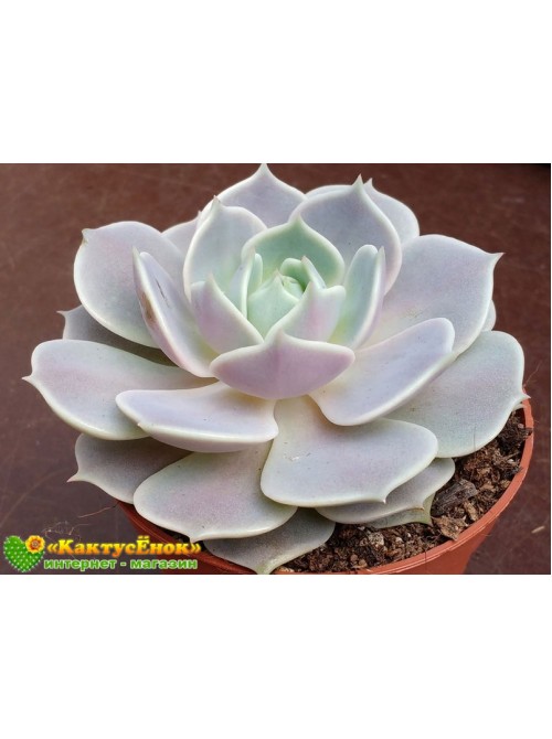 2 листовых черенка Эхеверия Лола (Echeveria Lola)