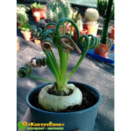 Альбука спиральная (Albuca spiralis, альбука спиралис)
