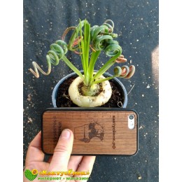 Альбука спиральная (Albuca spiralis, альбука спиралис)