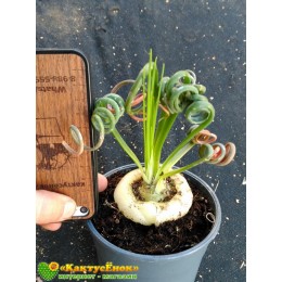 Альбука спиральная (Albuca spiralis, альбука спиралис)