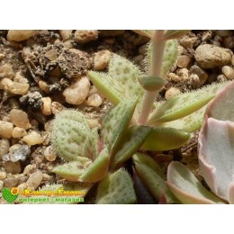 2 листовых черенка Крассула точечная (Crassula picturata, крассула пиктурата)