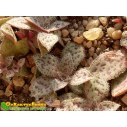 2 листовых черенка Крассула точечная (Crassula picturata, крассула пиктурата)