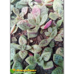 2 листовых черенка Крассула точечная (Crassula picturata, крассула пиктурата)
