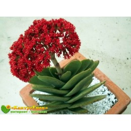 Черенок крассула серповидная (Crassula falcata, крассула фальката)