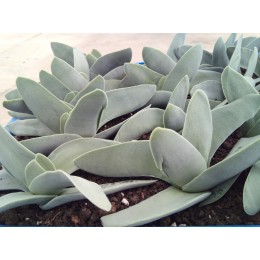 Черенок крассула серповидная (Crassula falcata, крассула фальката)