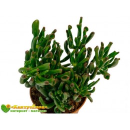 2 Листовых черенка Крассула овата Голлум (Crassula ovate Gollum)