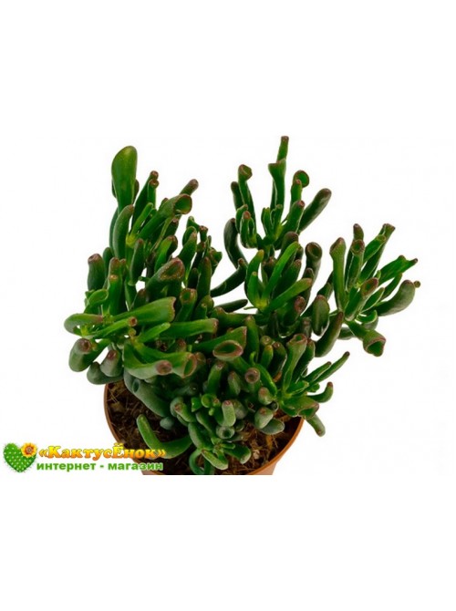 2 Листовых черенка Крассула овата Голлум (Crassula ovate Gollum)