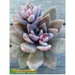 Эхеверия мясоцветная (Echeveria carnicolor, эхеверия карниколор)