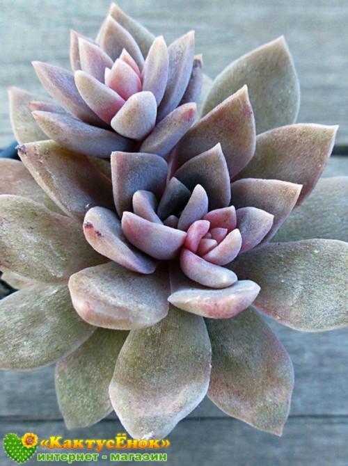 Эхеверия мясоцветная (Echeveria carnicolor, эхеверия карниколор)