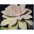 Эхеверия мясоцветная (Echeveria carnicolor, эхеверия карниколор)