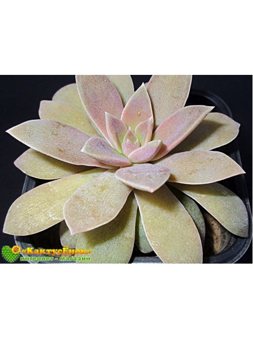 Эхеверия мясоцветная (Echeveria carnicolor, эхеверия карниколор)