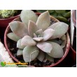 Эхеверия мясоцветная (Echeveria carnicolor, эхеверия карниколор)