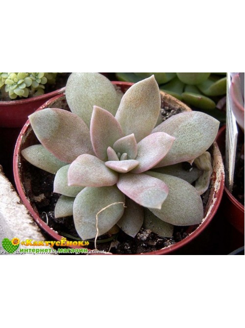 Эхеверия мясоцветная (Echeveria carnicolor, эхеверия карниколор)