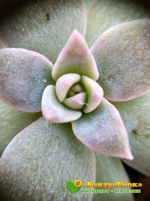 Эхеверия мясоцветная (Echeveria carnicolor, эхеверия карниколор)