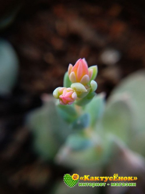 Эхеверия мясоцветная (Echeveria carnicolor, эхеверия карниколор)