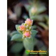 Эхеверия мясоцветная (Echeveria carnicolor, эхеверия карниколор)