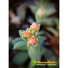 2 листовых черенка Эхеверия мясоцветная (Echeveria carnicolor, эхеверия карниколор)