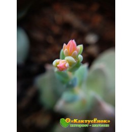 2 листовых черенка Эхеверия мясоцветная (Echeveria carnicolor, эхеверия карниколор)