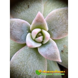 2 листовых черенка Эхеверия мясоцветная (Echeveria carnicolor, эхеверия карниколор)