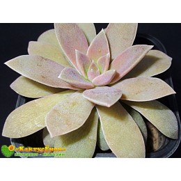 2 листовых черенка Эхеверия мясоцветная (Echeveria carnicolor, эхеверия карниколор)