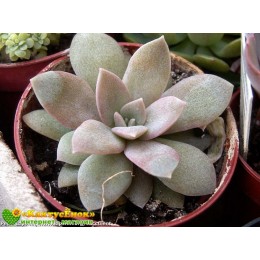 2 листовых черенка Эхеверия мясоцветная (Echeveria carnicolor, эхеверия карниколор)