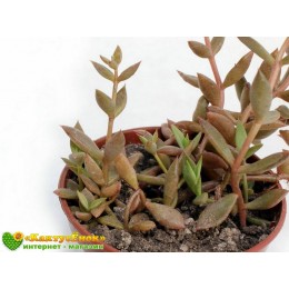 2 листовых черенка Ленофиллюм рефлексум (Lenophyllum reflexum)