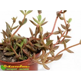 2 листовых черенка Ленофиллюм рефлексум (Lenophyllum reflexum)
