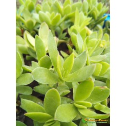 Черенок Крассула деджекта (Crassula dejecta)