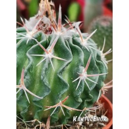 Стенокактус гладиатус (Эхинофосулокактус) (Stenocactus gladiatus)