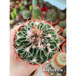 Стенокактус гладиатус (Эхинофосулокактус) (Stenocactus gladiatus)