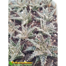 Алоэ Пепе (Алоэ ‘Pepe’)