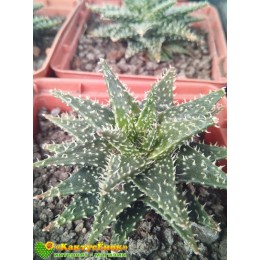 Алоэ Пепе (Алоэ ‘Pepe’)