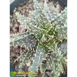 Алоэ Пепе (Алоэ ‘Pepe’)