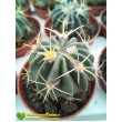 Ферокактус латиспинус (Ferocactus latispinus) 