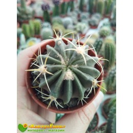 Ферокактус латиспинус (Ferocactus latispinus)
